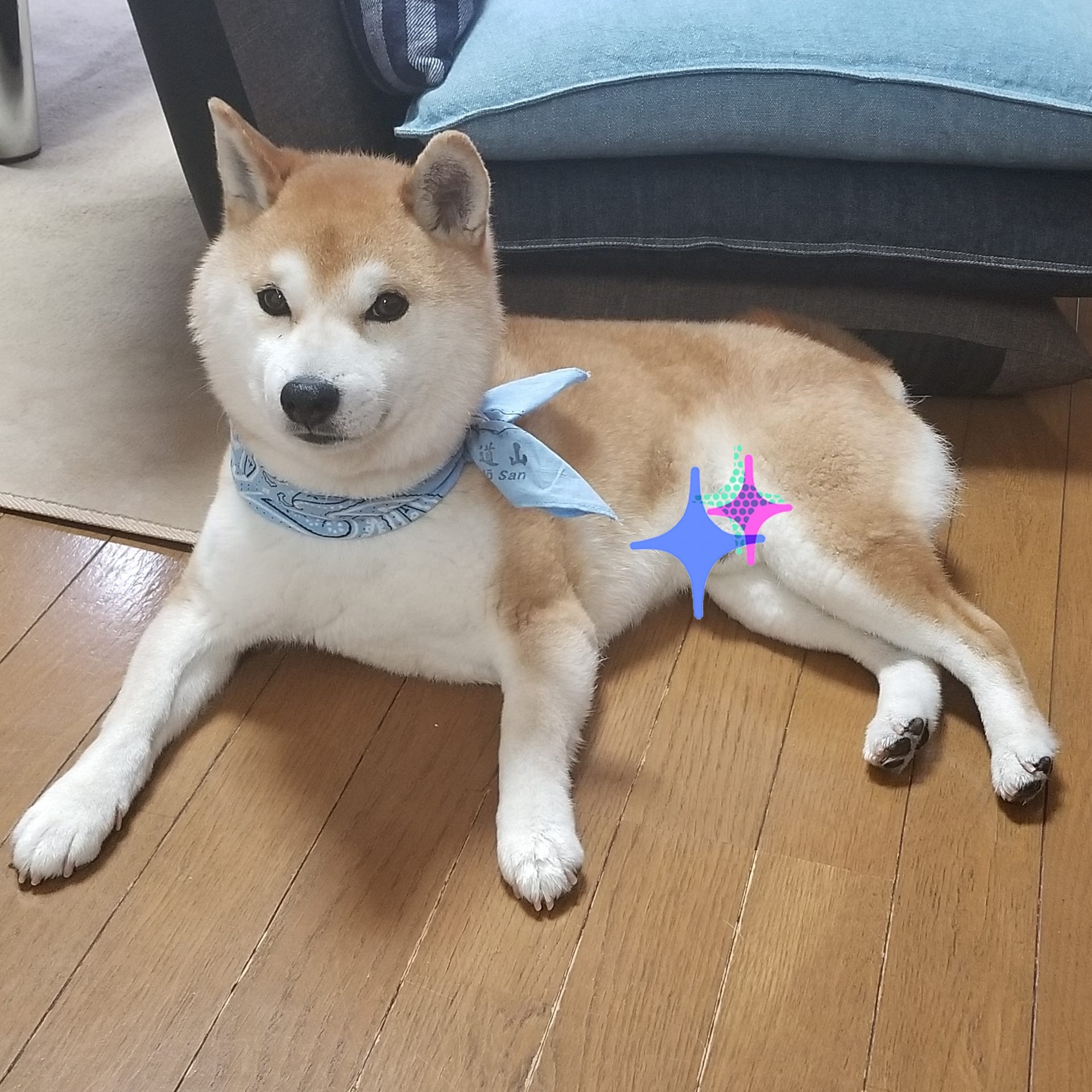 柴犬あるある 1 夢空間 野坂建設株式会社